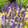 Lavender Seeds - Ellagance Purple 2 Lavender Seeds - Ellagance Purple -Garden Bounty lavender ellagance purple noa 3