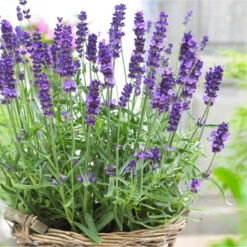 Lavender Seeds - Hidcote Promise Compact