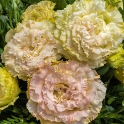 Lisianthus Seeds - Voyage Champagne