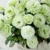 Lisianthus Seeds - Voyage Green 1 Lisianthus Seeds - Voyage Green -Garden Bounty lisianthus voyage green bal 1