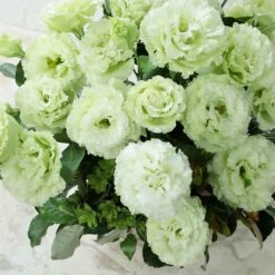 Lisianthus Seeds - Voyage Green