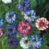 Love In A Mist Seeds - Miss Jekyll Double Mix -Garden Bounty love in a mist miss jekyll double mix 1