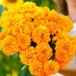 Front Page -Garden Bounty marigold hawaii mac 2
