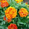 French Marigold Seeds - Queen Sophia -Garden Bounty marigold queen sophia 1