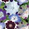 Nemophila Seeds - Mixed 2 Nemophila Seeds - Mixed -Garden Bounty nemphila mixed 1