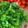 Oregano Seeds (Organic) - Italian -Garden Bounty oregano organic italian 1