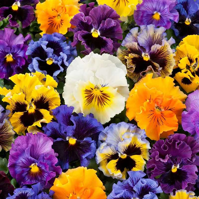 Pansy Seeds - Frizzle Sizzle Mix 3 Pansy Seeds - Frizzle Sizzle Mix