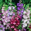 Penstemon Seeds - Sensation Mix 2 Penstemon Seeds - Sensation Mix -Garden Bounty penstemon sensation mix 1