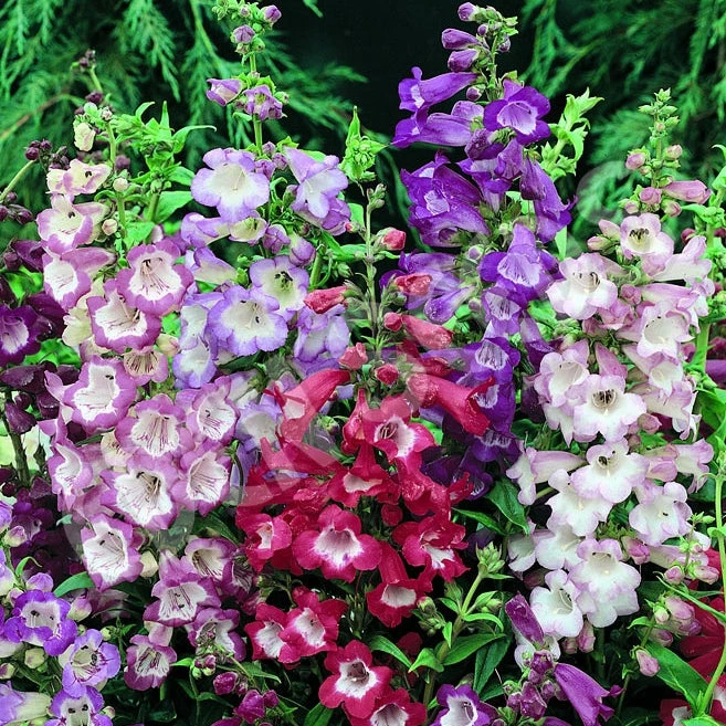 Penstemon Seeds - Sensation Mix 3 Penstemon Seeds - Sensation Mix