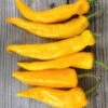 Sweet Pepper Seeds - Golden Marconi