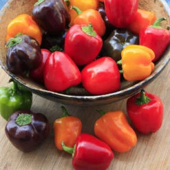 Sweet Pepper Seeds - Mini Bell Blend