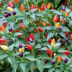 Ornamental Pepper Seeds - Mix