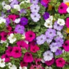Petunia Seeds - Balcony Mix -Garden Bounty petunia balcony mix 1