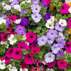 Petunia Seeds - Balcony Mix