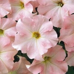 Petunia Seeds - Dreams Appleblossom