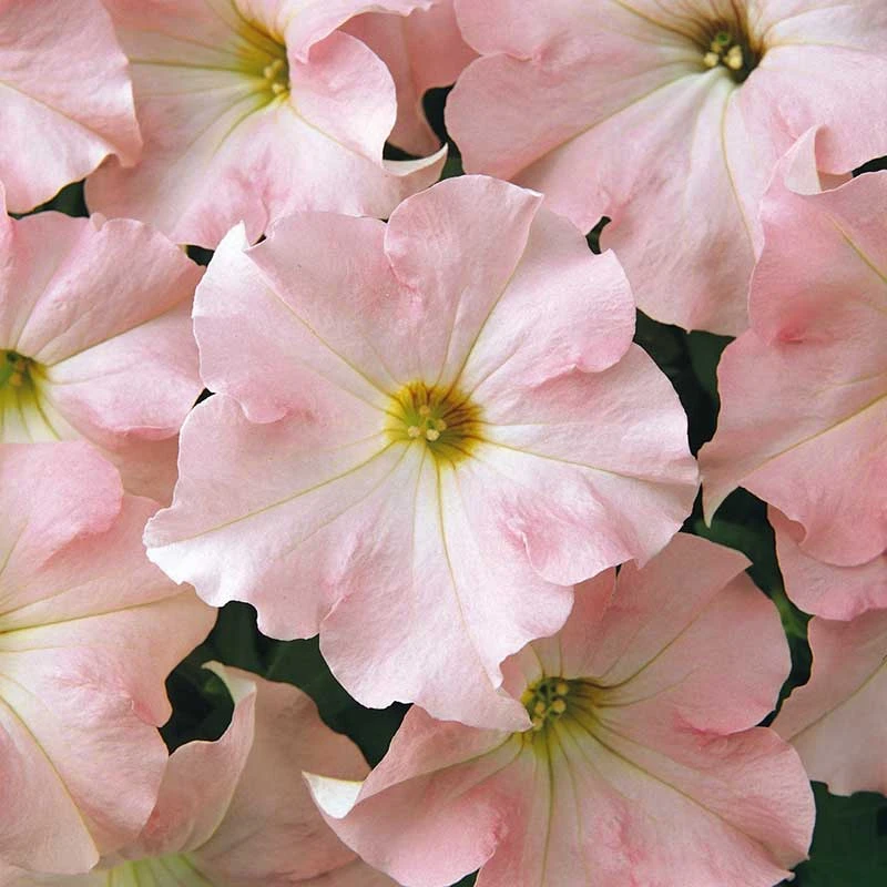 Petunia Seeds - Dreams Appleblossom 3 Petunia Seeds - Dreams Appleblossom