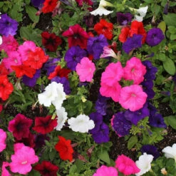 Petunia Seeds - Dwarf Mix