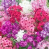 Annual Phlox Seeds - Dwarf Mix -Garden Bounty phlox dwarf mix 1