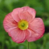 Iceland Poppy Seeds - Champagne Bubbles Pink 2 Iceland Poppy Seeds - Champagne Bubbles Pink -Garden Bounty poppy champagne bubbles pink 1 73b51a2e 6a36 40c7 9b9d 26d5102930b2