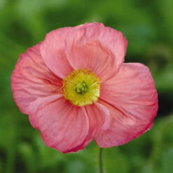 Iceland Poppy Seeds - Champagne Bubbles Pink