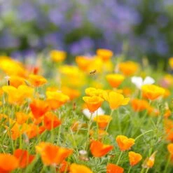 California Poppy Seeds - Orange -Garden Bounty poppy orange mac 2 07ff1e88 d24d 4b34 9240 773c92e5fbec
