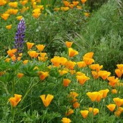 California Poppy Seeds - Orange -Garden Bounty poppy orange shk 3
