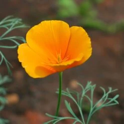 California Poppy Seeds - Orange -Garden Bounty poppy orange shk 5