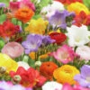 Ranunculus & Freesia Mix -Garden Bounty ranunculus freesia mix 1