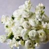 Ranunculus & Freesia Bulbs - White Mix -Garden Bounty ranunculus freesia white mix shk 1 a8d94a77 03ea 4776 88cc ab3a1fe466c8