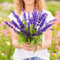 Blue Sage Seeds -Garden Bounty sage blue isk 5