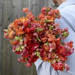 Snapdragon Seeds - Madame Butterfly Bronze