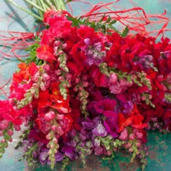 Snapdragon Seeds - Passion (Red) Mix