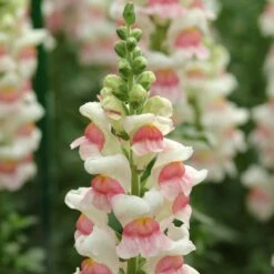 Front Page 14 Snapdragon Seeds - Potomac Appleblossom
