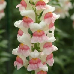 Front Page -Garden Bounty snapdragon potomac appleblossom bas 2