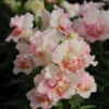 Snapdragon Seeds - Twinny Appleblossom 1 Snapdragon Seeds - Twinny Appleblossom -Garden Bounty snapdragon twinny appleblossom bas 1