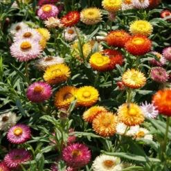 Strawflower (Dwarf) Seeds - Tom Thumb Mix