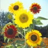 Sunflower Seeds - Formula Mix -Garden Bounty sunflower formula mix 1 945b66ea d21a 47d2 bba2 1b46331c6bcc