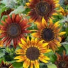 Sunflower Seeds (Dwarf) - Mardi Gras Blend -Garden Bounty sunflower mardi gras blend 1