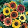 Sunflower Seeds (Organic) - Autumn Beauty -Garden Bounty sunflower organic autumn beauty 1