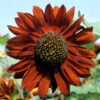 Sunflower Seeds - Velvet Queen -Garden Bounty sunflower velvet queen 1