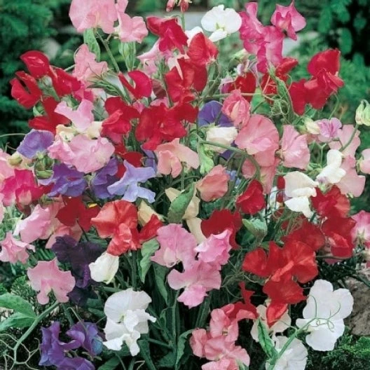 Sweet Pea Seeds (Dwarf) - Bijou Mix 3 Sweet Pea Seeds (Dwarf) - Bijou Mix