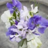 Sweet Pea Seeds - Blue Mix 1 Sweet Pea Seeds - Blue Mix -Garden Bounty sweet pea blue mix 1