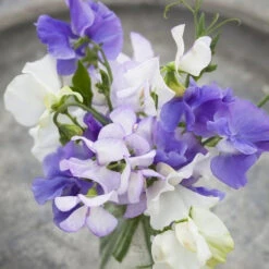 Sweet Pea Seeds - Blue Mix