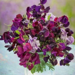 Sweet Pea Seeds - Burgundy Mix