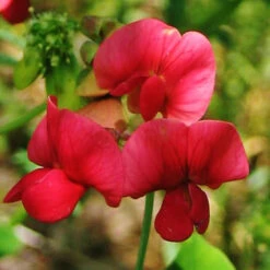 Everlasting Pea Seeds - Red