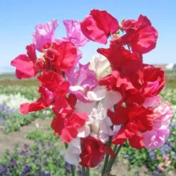 Sweet Pea Seeds (Dwarf) - Little Sweetheart Mix