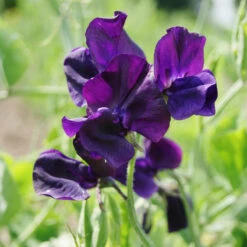 Sweet Pea Seeds - Royal Navy Blue