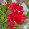 Sweet Pea Seeds - Royal Scarlet -Garden Bounty sweet pea royal scarlet 1