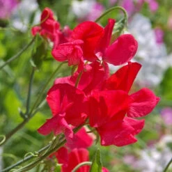 Sweet Pea Seeds - Royal Scarlet