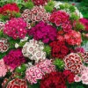 Sweet William Seeds - Indian Carpet Dwarf Single Mix -Garden Bounty sweet william indian carpet dwarf single mix 1